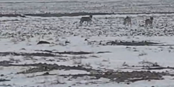 Aç kalan kurt sürüsü Iğdır ovasına indi