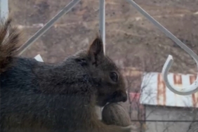 Aç kalan sincaplar pencerelere misafir oluyor