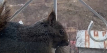 Aç kalan sincaplar pencerelere misafir oluyor