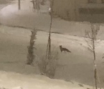 Aç kalan tilki şehir merkezine indi