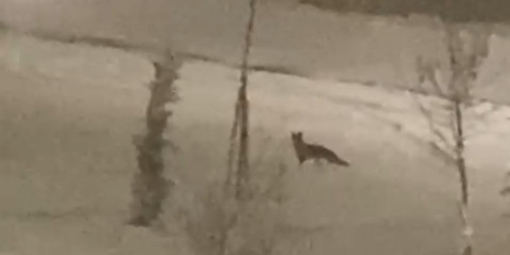 Aç kalan tilki şehir merkezine indi