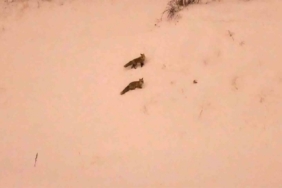 Aç kalan tilkiler yerleşim yerlerinde görülmeye başlandı