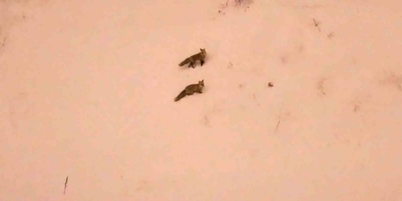 Aç kalan tilkiler yerleşim yerlerinde görülmeye başlandı