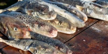 Adana’da 4 günde 128 bin balon balığı toplandı