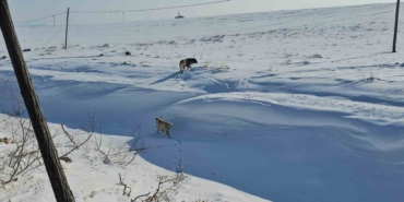 Adilcevaz’da başıboş sokak köpekleri korku saçıyor