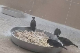 Adıyamanlılar sokak hayvanlarını unutmadı