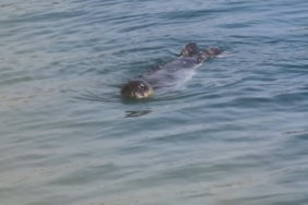 Akdeniz Fokları Bozyazı kıyılarında koruma altında
