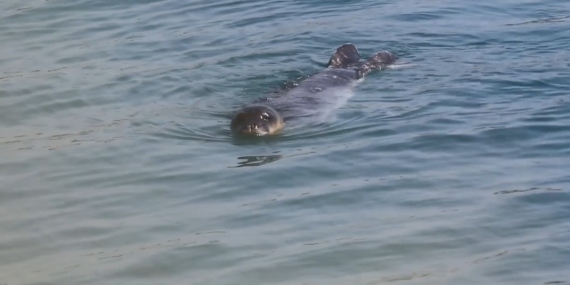 Akdeniz Fokları Bozyazı kıyılarında koruma altında