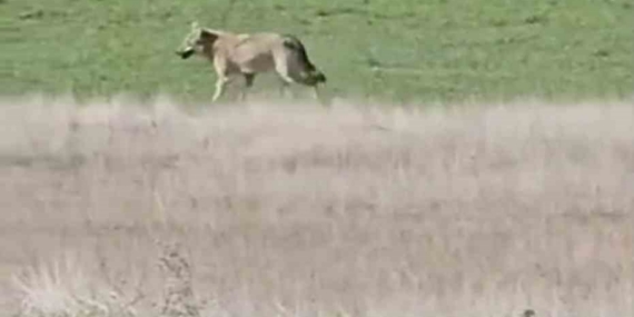Ankara’da aç kalan kurtlar tarlalara indi