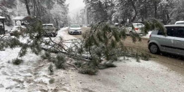 Ankara’da karın ağırlığına dayanamayan çam ağacı devrildi