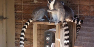 Antalya’da soğuğa hassas olan hayvanlara sıcak önlemler