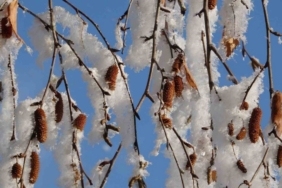 Ardahan’da Sibirya soğukları devam ediyor