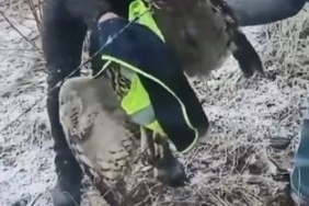 Ardanuç’ta tellere takılan baykuşu İl Özel İdaresi ekipleri kurtardı