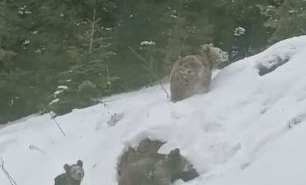 Artvin’de kış uykusuna yatmayan 4 boz ayı kamerada