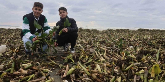 Asi nehrini istila eden su sümbülleri kuvvetli yağışla birlikte Akdeniz kıyısını yeşile bürüdü