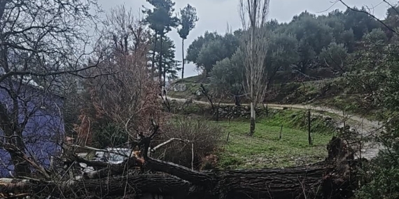 Asırlık kavak ağacı fırtınaya dayanamadı