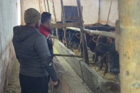 Aydıntepe’de hayvancılığa destek kapsamında düve teslimatları sürüyor