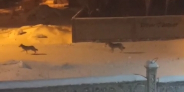 Başkale’de aç kalan kurtlar ilçeye indi