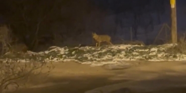 Başkentte kurt sürüsü görüldü