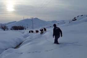 Batman’da dağda mahsur kalan 6 katır kurtarıldı