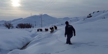 Batman’da dağda mahsur kalan 6 katır kurtarıldı