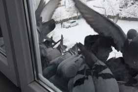 Bayburt’ta dondurucu soğuk: Güvercinler yem bulmak için pencerelere akın etti