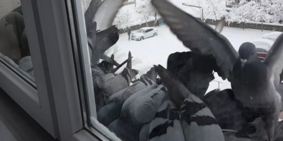 Bayburt’ta dondurucu soğuk: Güvercinler yem bulmak için pencerelere akın etti