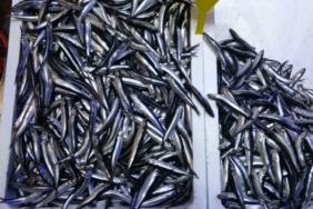 Beklenen Gürcistan hamsisi gelmeyince tezgahlar buzhane hamsisine kaldı