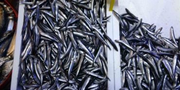 Beklenen Gürcistan hamsisi gelmeyince tezgahlar buzhane hamsisine kaldı