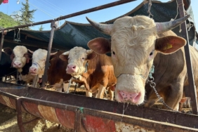 Besilik hayvan ithalatı başvuruları 12 Ocak’ta başlıyor