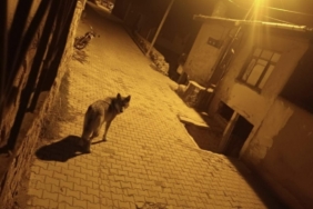 Beypazarı’nda aç kalan kurtlar şehre indi