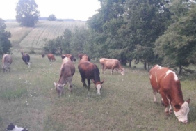 Bilecik’te şap alarmı: Hayvan giriş-çıkışları yasaklandı