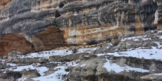 Bin 600 rakımda sürülerin yolculuğu kamerada