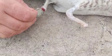 Bir ayağı ampute, bir ayağı misinaya dolandı: Pendik’te martının kurtarılma anı kameralarda