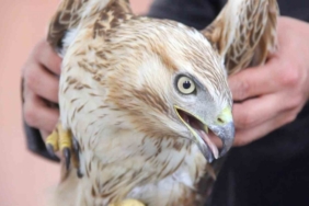 Bitkin haldeki kızıl şahini DKMP ekiplerine teslim ettiler