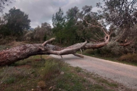 Bodrum’da fırtına ağaçları devirdi