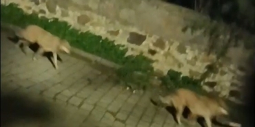 Bodrum’da kurt sürüsü görüntülendi