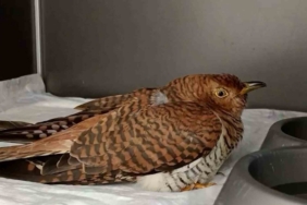 Bolu’da 132 yaban hayvanı tedavi edilerek doğaya salındı