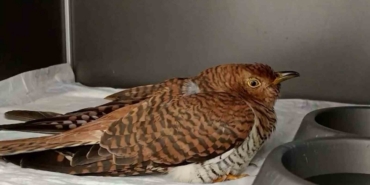 Bolu’da 132 yaban hayvanı tedavi edilerek doğaya salındı