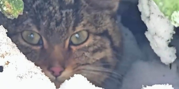 Bolu’da karlar arasında yaban kedisi görüntülendi
