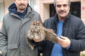 Burhaniye de soğuk hava yaban hayvanlarını da olumsuz etkiledi