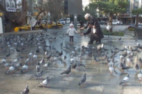 Burhaniye’de güvercinler imece ile besleniyor