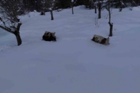 Büyükbaş hayvanların karla imtihanı dronla görüntülendi