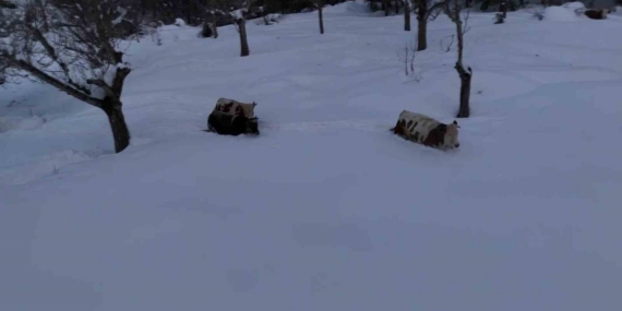 Büyükbaş hayvanların karla imtihanı dronla görüntülendi