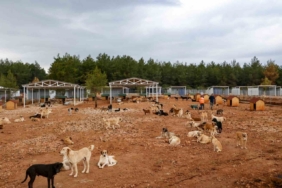 Büyükşehir sokak köpekleri için doğal yaşam alanı kapasitesini arttırdı