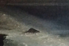 Buz tutan Çoruh’ta su samuru heyecanı: Vatandaşlar "gel gel" diye seslendi