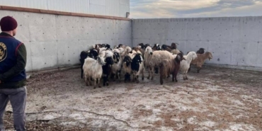 Çalınan koyunlar jandarma tarafından bulundu