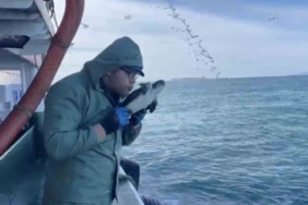 Çanakkale’de balıkçılar ağlarına takılan caretta carettayı kurtardılar