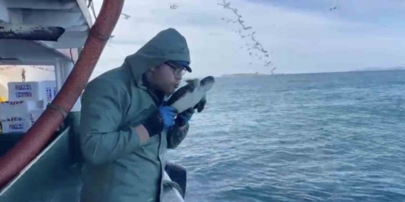 Çanakkale’de balıkçılar ağlarına takılan caretta carettayı kurtardılar