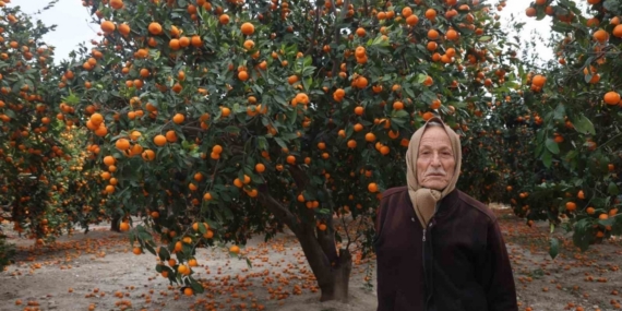 Çiftçinin dalından bedavaya vermeye razı olduğu mandalina bahçelerinde toprak turuncuya döndü